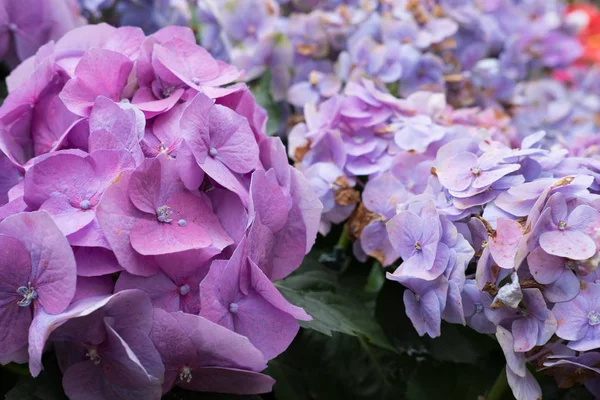 Голубые гортензии в саду. цветущий цветок. Цветок свежей флоры — стоковое фото