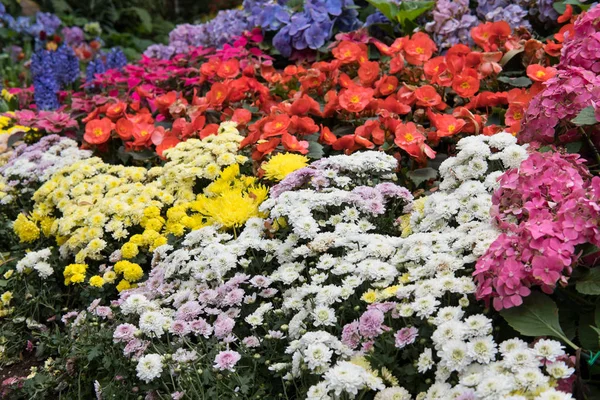 Sarı ve beyaz papatya, kırmızı Begonya, pembe ortanca çiçek — Stok fotoğraf