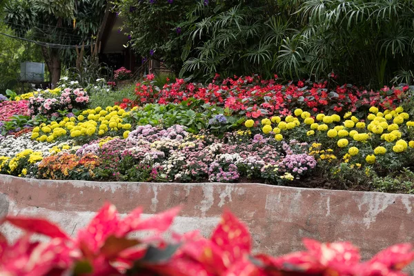 黄色万寿菊, 红色海棠, 粉红色的菊花在花园里 — 图库照片