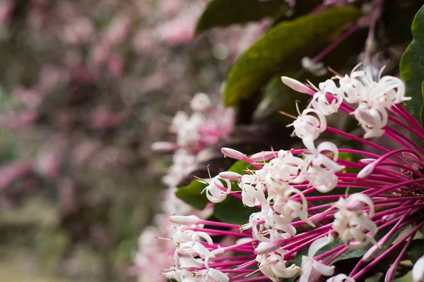 Fiore di quezonia. albero di starburst invernale. Clerodendrum Quadrilocul — Foto Stock