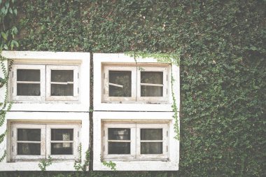 beyaz pencere tuğla duvar Meksika daisy ile kaplama yakınındaki. tridax