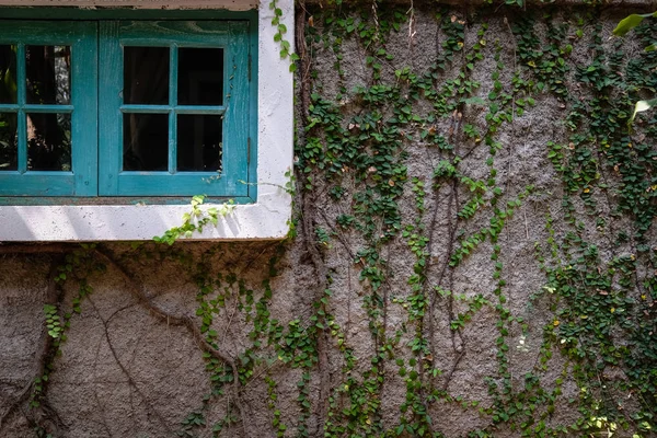 Finestra verde vicino al muro di mattoni che copre con margherita messicana. tridax — Foto Stock