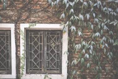 tuğla duvar Meksika daisy ile kaplama ahşap pencere. tridax 