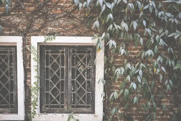 Деревянное окно рядом с кирпичной стеной с мексиканской маргариткой. tridax — стоковое фото