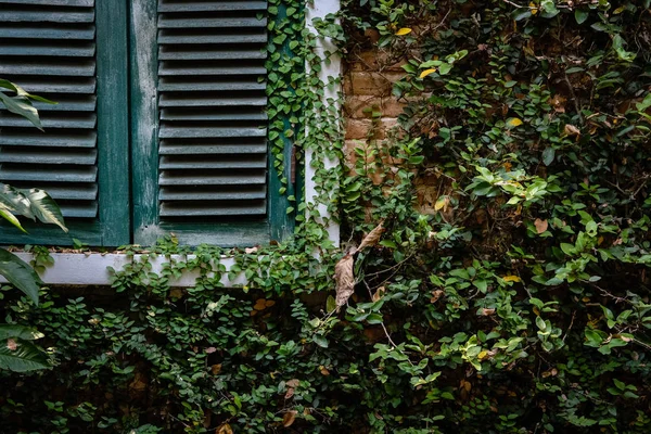 Ventana de persiana de madera verde cerca de revestimiento de pared de ladrillo con d mexicano —  Fotos de Stock