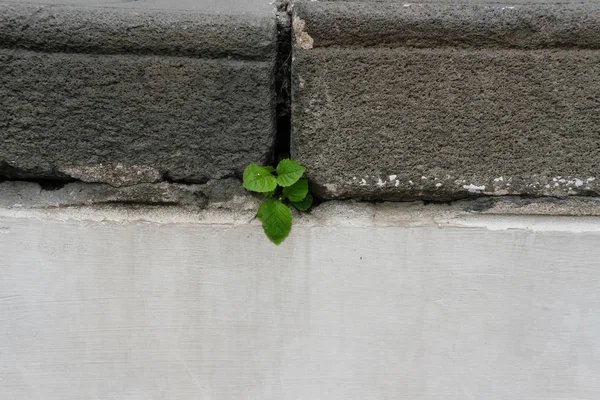plant growing on concrete old stairs. hope & survival concept