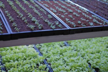 Yapay ışık ile akıllı kapalı alan çiftliğinde büyüyen bitki. ph