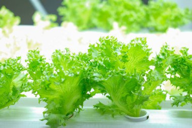 Yapay ışık ile akıllı kapalı alan çiftliğinde büyüyen bitki. ph