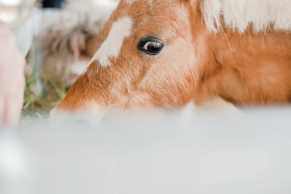 Trpasličí koně v serverové farmě — Stock fotografie
