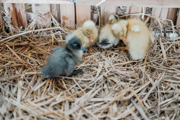 Canard jaune et gris sur le foin — Photo