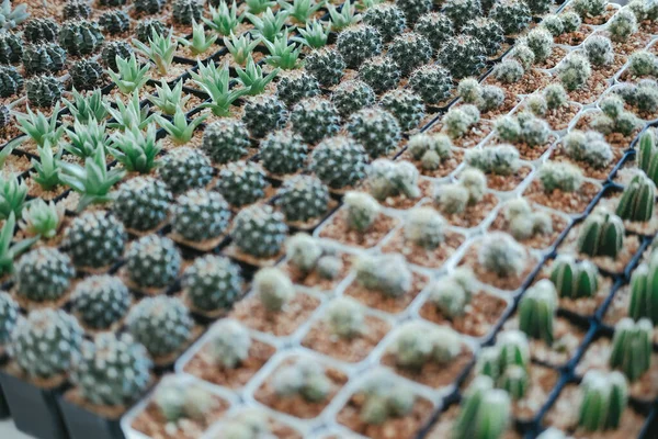 Planta suculenta do cacto no potenciômetro que decora na mesa — Fotografia de Stock