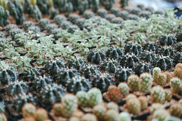 Zamatos kaktusznövény asztali edénydíszítésben — Stock Fotó