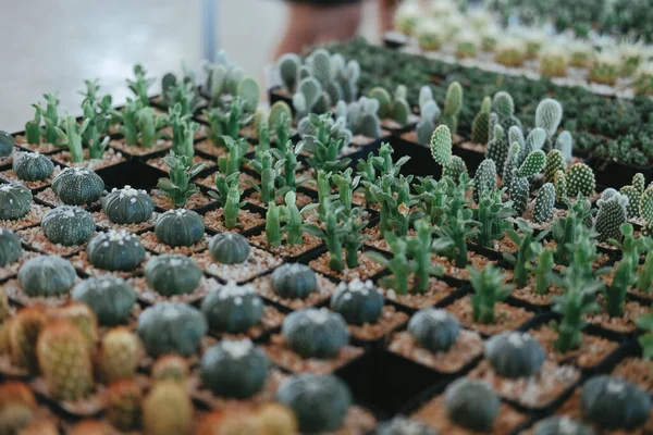 Sappige cactus plant in pot decoreren op bureau — Stockfoto