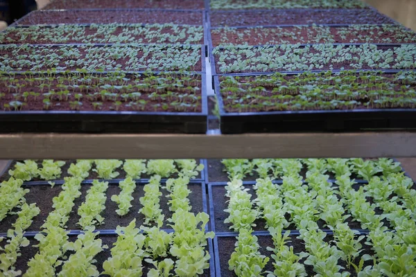 Växt som växer på smart inomhusgård med artificiellt ledat ljus. ph — Stockfoto