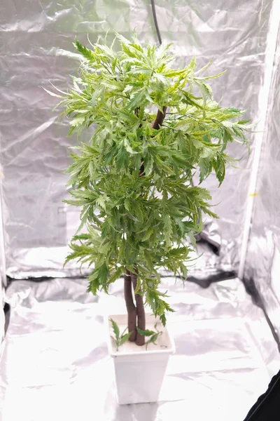 plant growing in smart indoor farm with artificial led light. ph
