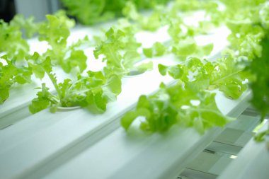 Yapay ışık ile akıllı kapalı alan çiftliğinde büyüyen bitki. ph