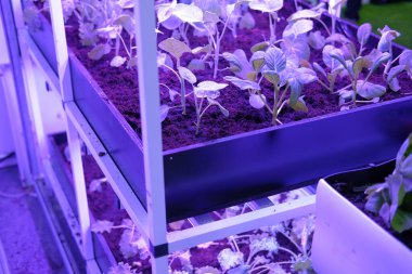 Yapay ışık ile akıllı kapalı alan çiftliğinde büyüyen bitki. ph