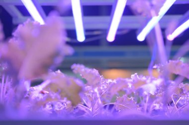 Yapay ışık ile akıllı kapalı alan çiftliğinde büyüyen bitki. ph