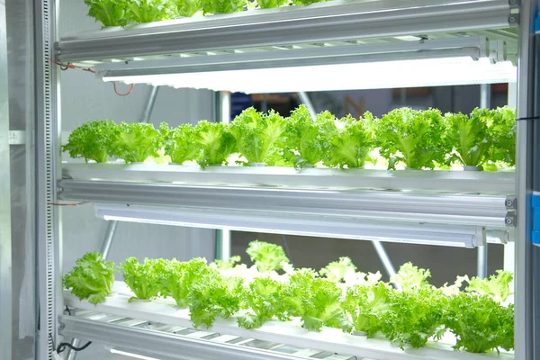 Plant growing in smart indoor farm with artificial led light. ph — Stock Photo, Image