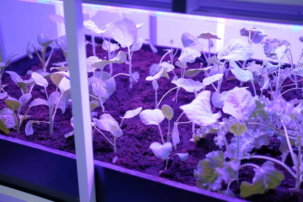 Pianta che cresce in smart farm indoor con luce artificiale a led. ph — Foto Stock