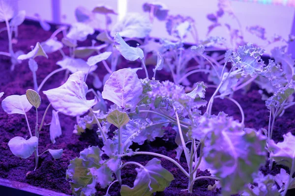 植物生长在智能室内农场与人工引导光。 ph — 图库照片