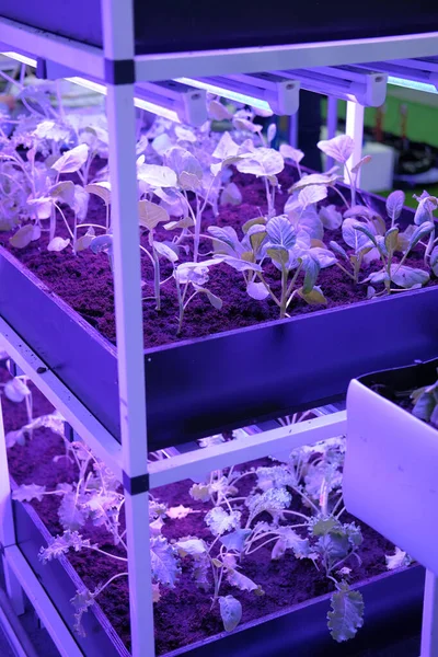 Рослини, що ростуть у розумній кімнатної фермі зі штучним світлодіодним освітленням. ф — стокове фото