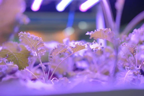 plant growing in smart indoor farm with artificial led light. ph