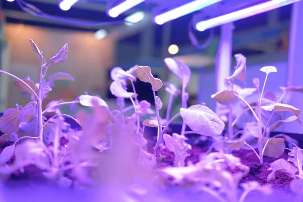 Rostlina rostoucí na chytré vnitřní farmě s umělým LED světlem. ph — Stock fotografie