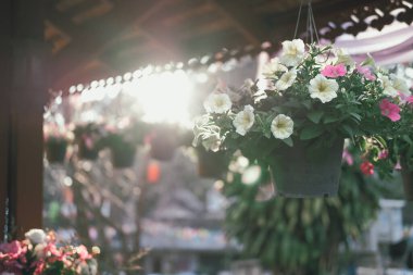 Sabah zafer çiçekleri saksıda Gün batımında güneş ışığıyla