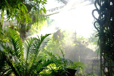 Parkta güneş ışığı sisi. Sisli bahçe. Su fışkırıyor.