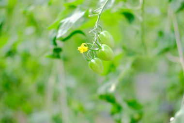 Sebze bahçesinde yetişen domates bitkisi