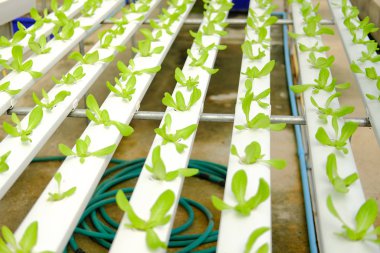 marul sebze Hydroponic grupta tarımı