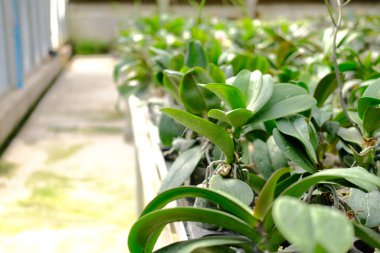 Orkide çiçeği serada yetişiyor. 