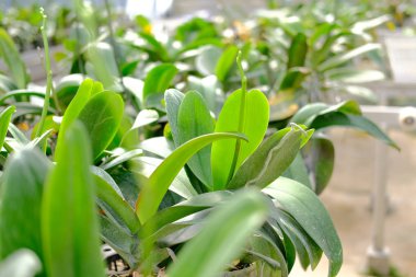 Orkide çiçeği serada yetişiyor. 