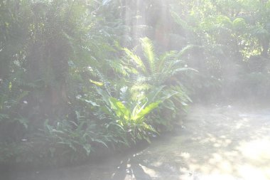 Parkta güneş ışığı sisi. Sisli bahçe. Su fışkırıyor.