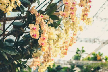 Bahçede çiçek açan falaenopsis orkidesi