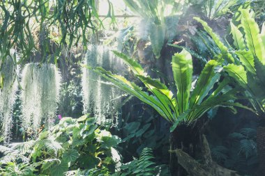 Parkta güneş ışığı sisi. Sisli bahçe. Su fışkırıyor.