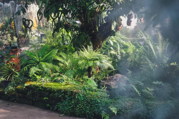 Parkta güneş ışığı sisi. Sisli bahçe. Su fışkırıyor.