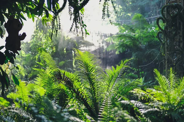 Nebbia di luce solare nebbia nel parco. nebbioso giardino nebbioso. spruzzatura acqua fr — Foto Stock