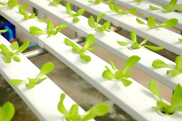 marul sebze Hydroponic grupta tarımı