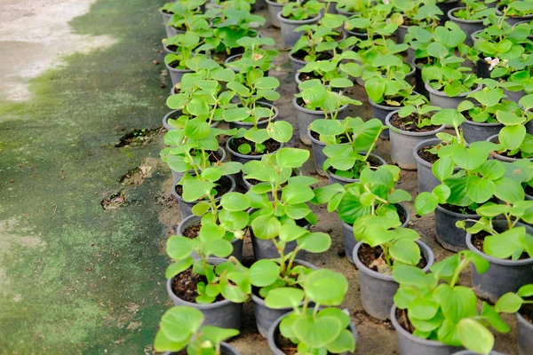 Planta de flor de begônia crescendo em estufa — Fotografia de Stock