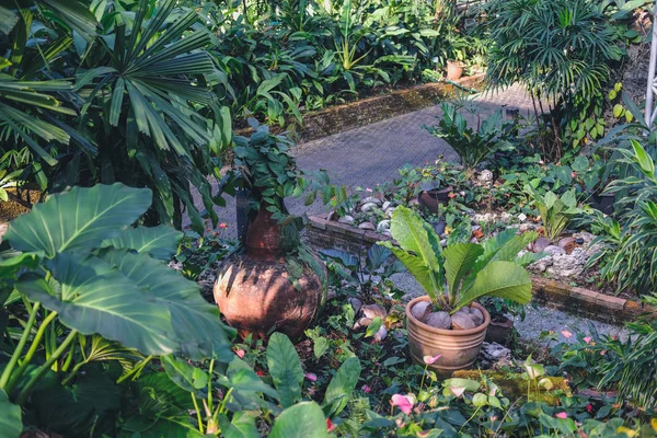 Planta no parque de jardim — Fotografia de Stock