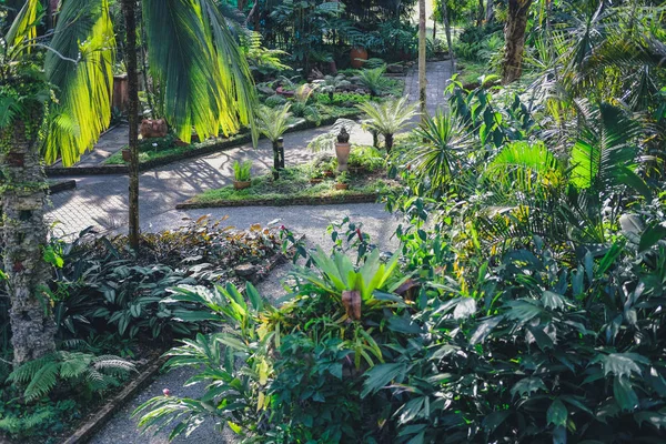 Planta en jardín parque — Foto de Stock