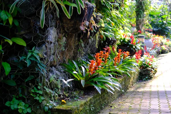 Bromeliad växt som växer i trädgården — Stockfoto