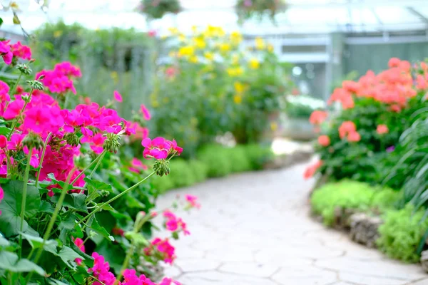 Walkway in flower garden park — Stock Photo, Image