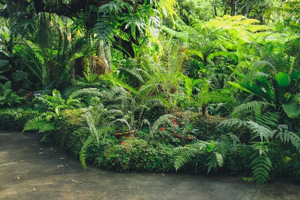 Bahçe parkında eğreltiotu yaprakları. Sakin doğa sahnesi