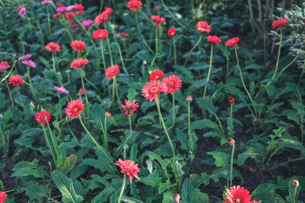 Gerbera цветочное поле в саду — стоковое фото