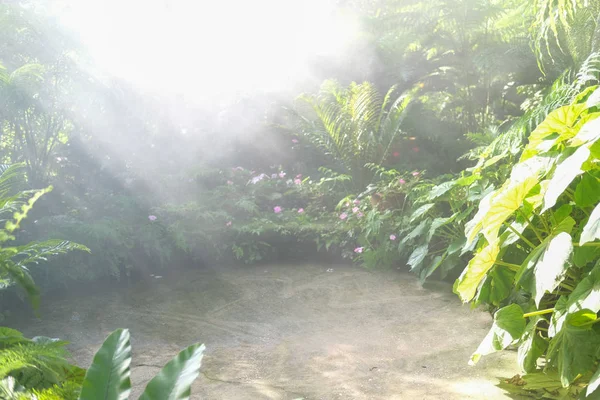 sunlight mist fog in park. foggy misty garden. water spraying fr