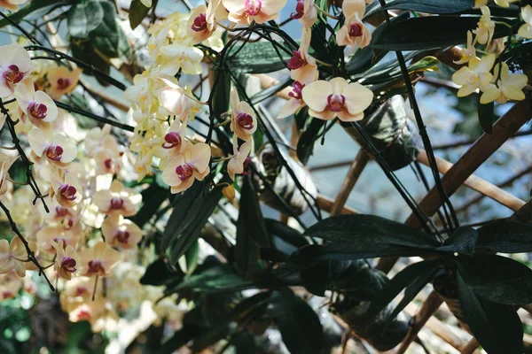 Fioritura fiore di orchidea phalaenopsis in giardino — Foto Stock