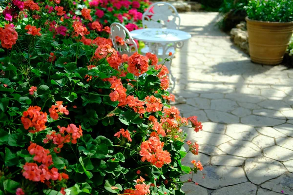 Walkway in garden park — Stock Photo, Image